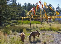 new mini horses at ratna ling!